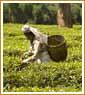 Majestic Assam, Arunachal and Meghalaya Tour