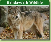 Bandavgarh National Park