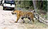 Bandhavgarh National Park