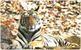 Tiger at Bandhavgarh National Park