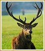 Corbett Wildlife