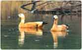 Brahminy Duck Pair at Bharatpur bird Sanctuary
