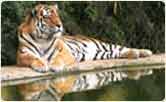 Tiger at Corbett National Park