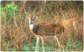 Chital, Gir National Park