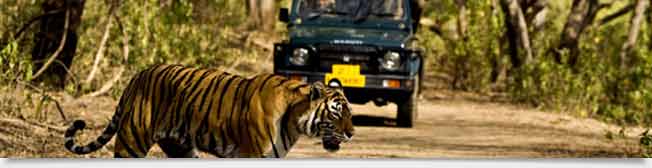 Wildlife Info India