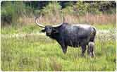 Wild Buffalo and Calf at Kaziranga National Park