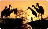 Keoladeo National Park