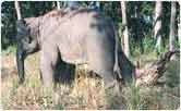  Baby elephant, Kipling Camp 