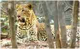 Kumbhalgarh wildlife sanctuary