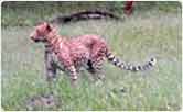 Leopard at Bandipur National Park