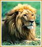 Indian Wilderness Tour, Lion