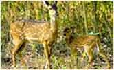 Chital at Nagarhole National Park
