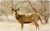 Sambar, Panna National Park