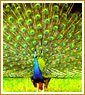 Rajasthan Peacock