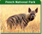 Pench National Park, India