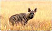 Hyena, Pench National Park