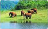 Elephant at Periyar NAtional Park