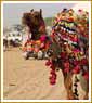 Forts and Palaces of Rajasthan