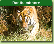 Ranthambhore National Park