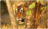 Ranthambhore tiger