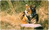 Tiger at Ranthambore National Park