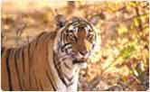 Ranthambore, Jaipur