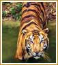 Forts and Palaces with Wildlife