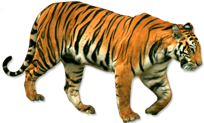 Tiger Wildlife