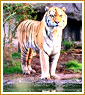 Corbett Tiger