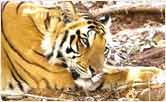 Kanha National Park Tour