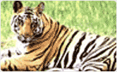 Wildlife Tours, Tiger