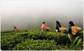 Darjeeling Tea Gardens