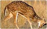 Bharatpur Wildlife Sanctaury