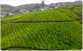 Munnar Tea Garden