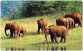 Periyar Wildlife