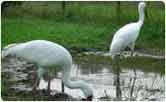 Siberain Storks