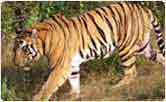 Tiger at Sanctuary