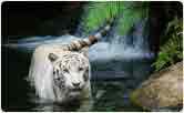 White Tiger at Bandhavgarh National Park