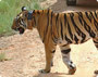 Golden Triangle Tour with Jim Corbett park