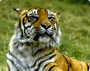 Tiger Trail Tour