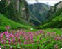 Valley of Flowers