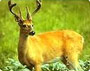 Rajasthan Wilderness Tour