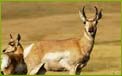Wildlife Tour