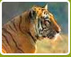 Golden Triangle with Ranthambore