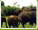 South India Wildlife
