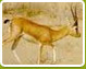 Rajasthan Wilderness
