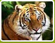 Tiger Trail