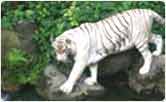 White tiger, Umaria