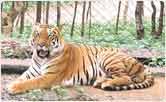 Save tigers